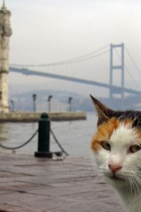 Воспоминания о Стамбуле смотреть онлайн